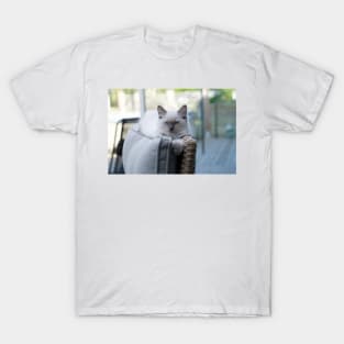 the gray and white ragdoll cat chills T-Shirt